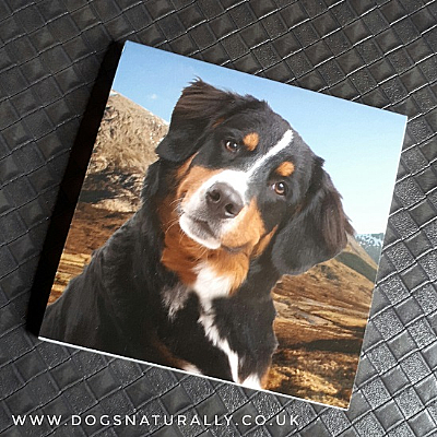 Bernese Mountain Dog Magnetic Note Pad Square